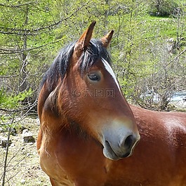 國內(nèi)動物,馬,頭