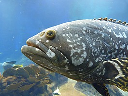 魚,海,水族館