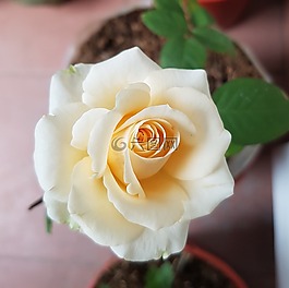 花,玫瑰,黃色