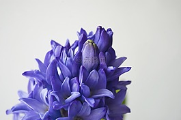 蓝色风信子,花卉,紫色