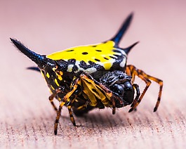 蜘蛛,節(jié)肢動物,昆蟲