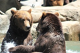 顽皮的熊,熊,可爱