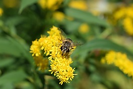 hoverfly,花飞,昆虫