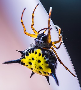 蜘蛛,節(jié)肢動物,昆蟲