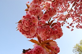 櫻花,櫻桃,鮮花