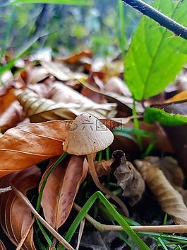 蘑菇,葉子,秋