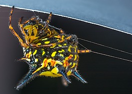 小蜘蛛,蜘蛛,節(jié)肢動(dòng)物