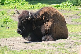 野牛,動物園,野生