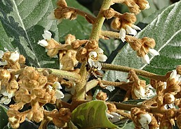 蜜蜂,樹,花