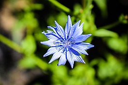 花卉,藍(lán)色,矢車菊