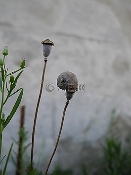 蝸牛,植物,宏