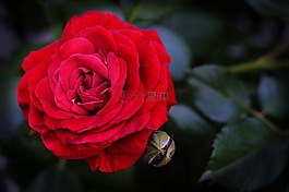 玫瑰,紅色,花