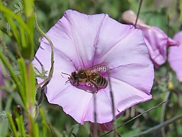 蜜蜂,libar,花