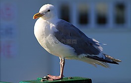 海鷗,鳥,鷗