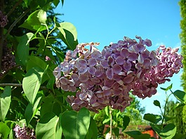 無,花園,紫