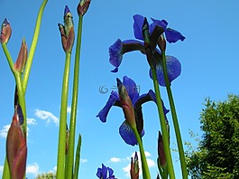 鳶尾花,虹膜,花