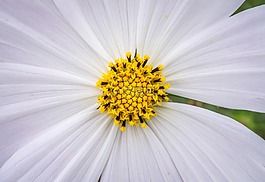 宇宙,植物,鮮花