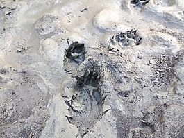痕跡,泥,地球