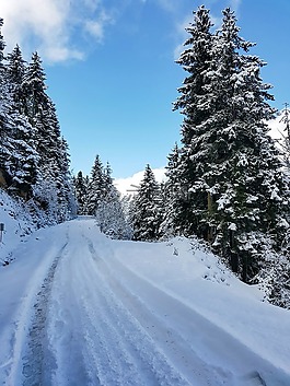 雪,森林,性質(zhì)