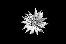 花卉,藍(lán)色,矢車菊