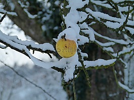 冬天,蘋果,雪