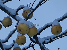 蘋果,水果,雪