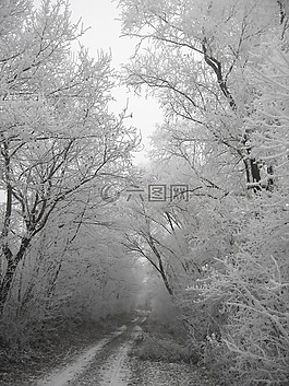 冬天,霜,冷