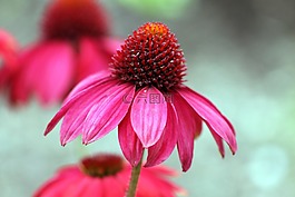紅色,粉紅色,花