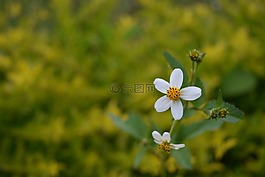 花,自然,模糊