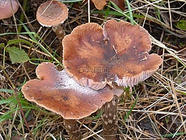 paddenstoel,paddestoel,herfst