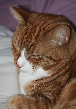 姜,猫,睡眠