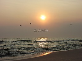波羅的海,日出,鳥類
