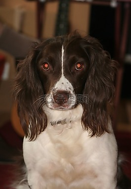 英語(yǔ)史賓格犬,狗,寵物