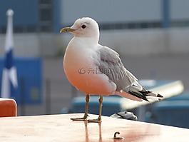 海鷗,海邊,鳥