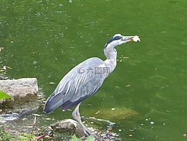 蒼鷺,鷺,鳥
