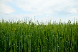 大麥,玉米,性質(zhì)