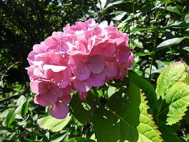 繡球花,花卉,花園