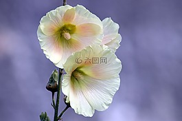白,粉紅色,花