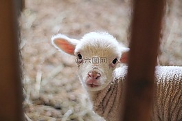 羊,羊肉,ram