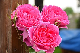 玫瑰,花,花園