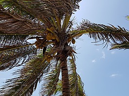 热带,arecaceae,树