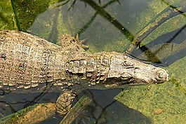 鱷魚,爬行動物,蜥蜴