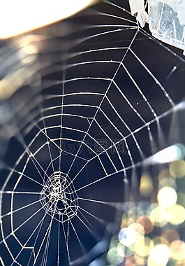 web,蜘蛛網(wǎng),自然