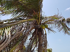 arecaceae,热带,树