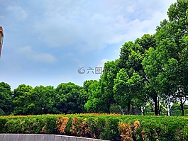 樹(shù)木,天空,樹(shù)