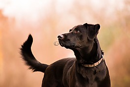 動物,可愛,肖像