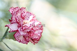 康乃馨,花,粉红色