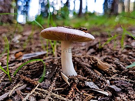 蘑菇,森林,特里