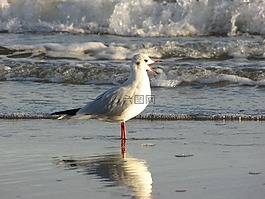 海鷗,海灘,水