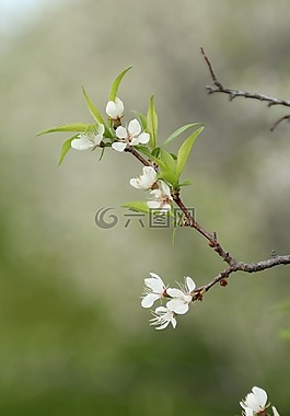 開花,白,綠色